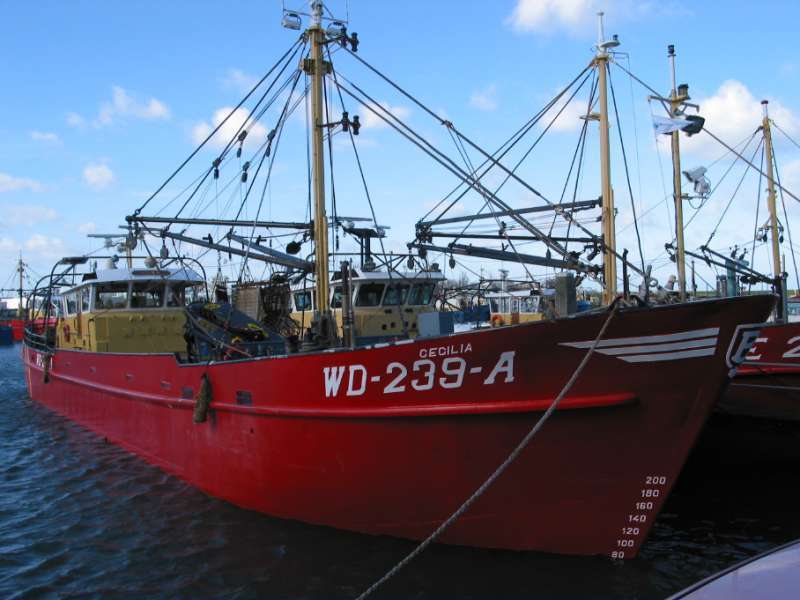 CECILIA WD239A