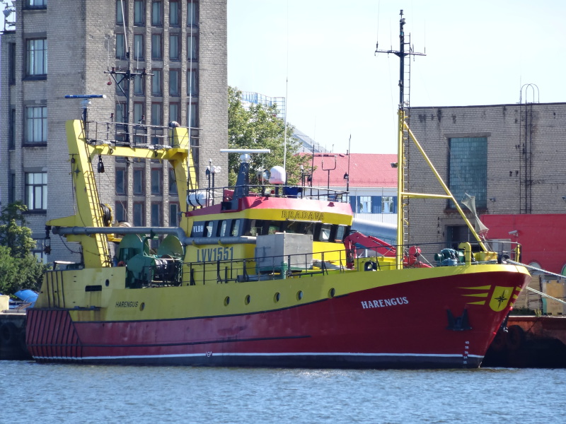 HARENGUS
