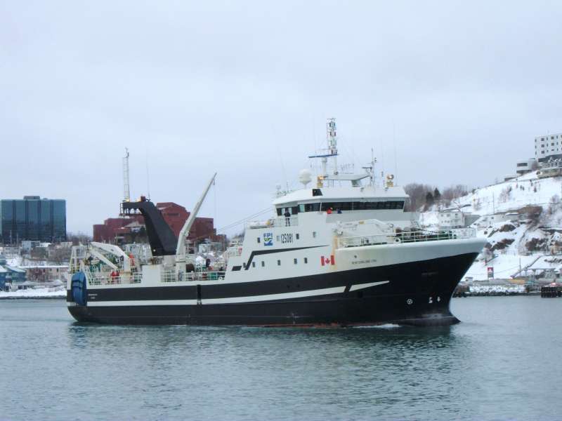 NEWFOUNDLAND LYNX
