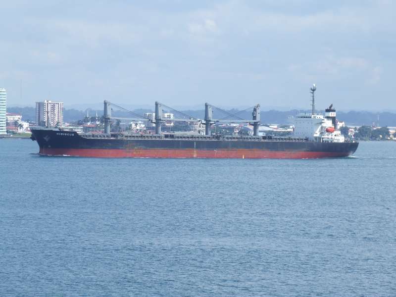 SEA ILEX