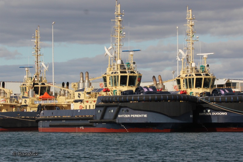 SVITZER PERENTIE