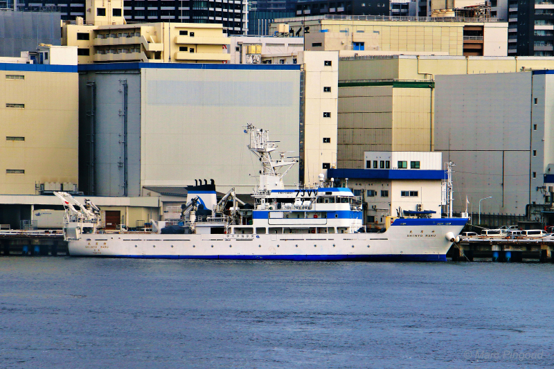 Image of SHINYO MARU