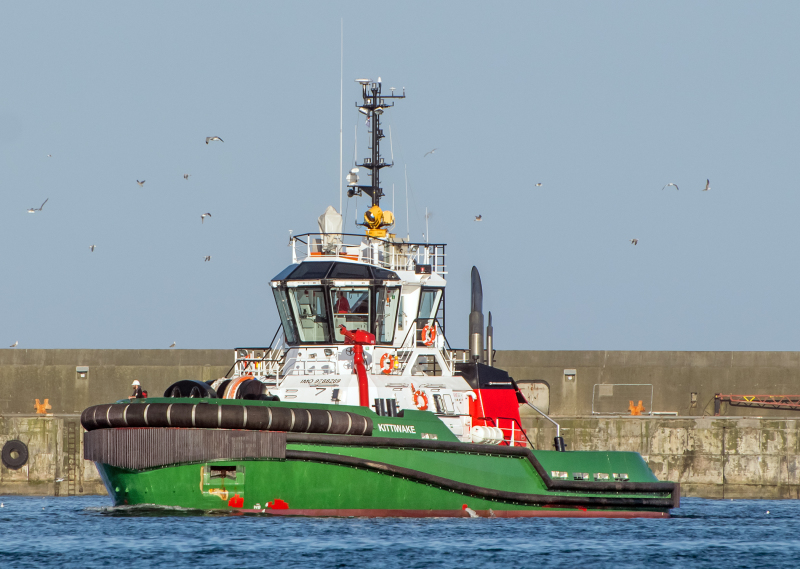 Image of KITTIWAKE